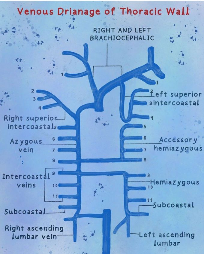 Venous Drainage of Thoracic Wall