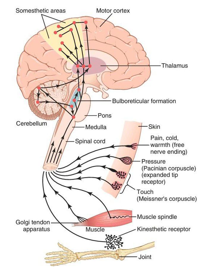 Somatosensory axis