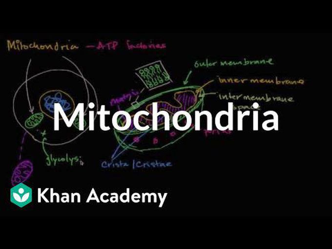 Histology of Mitochondria