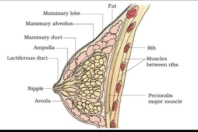 Female Breast Anatomy - MEDizzy