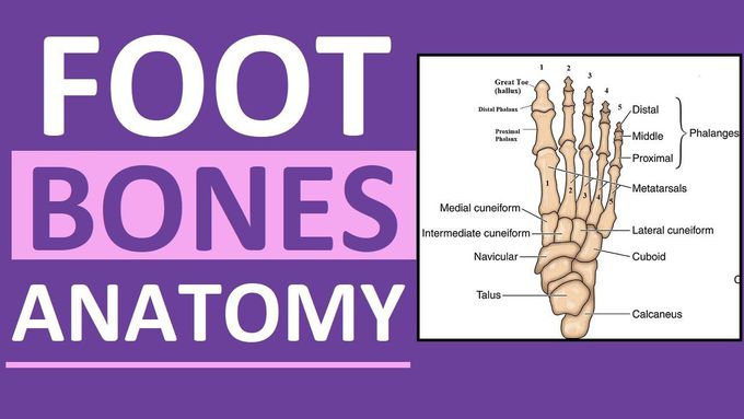 Foot Bones Anatomy