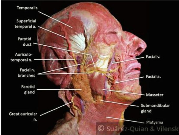Facial vessels,nerves and muscles