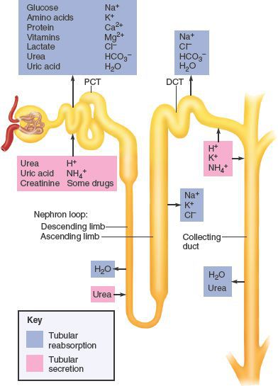 kidney nephron secretion