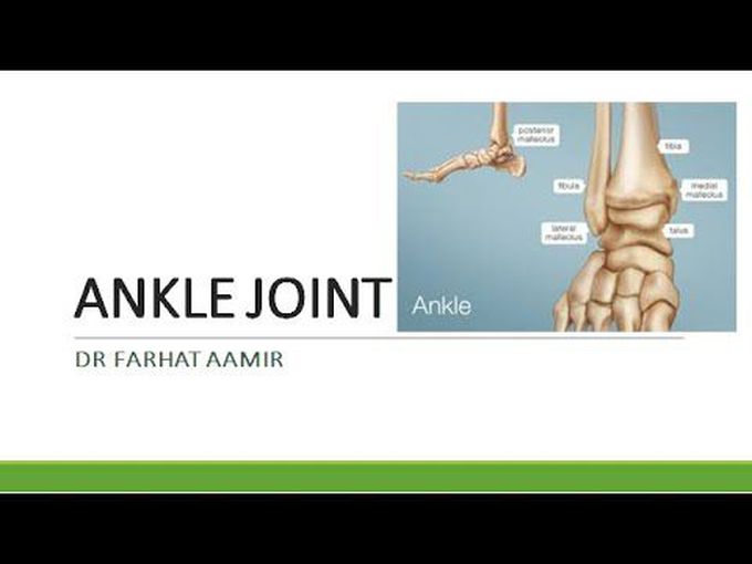 Ankle joint anatomy.