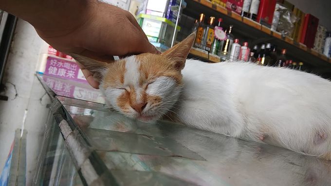 TOXOPLASMA GONDII INFECTION IN CATS