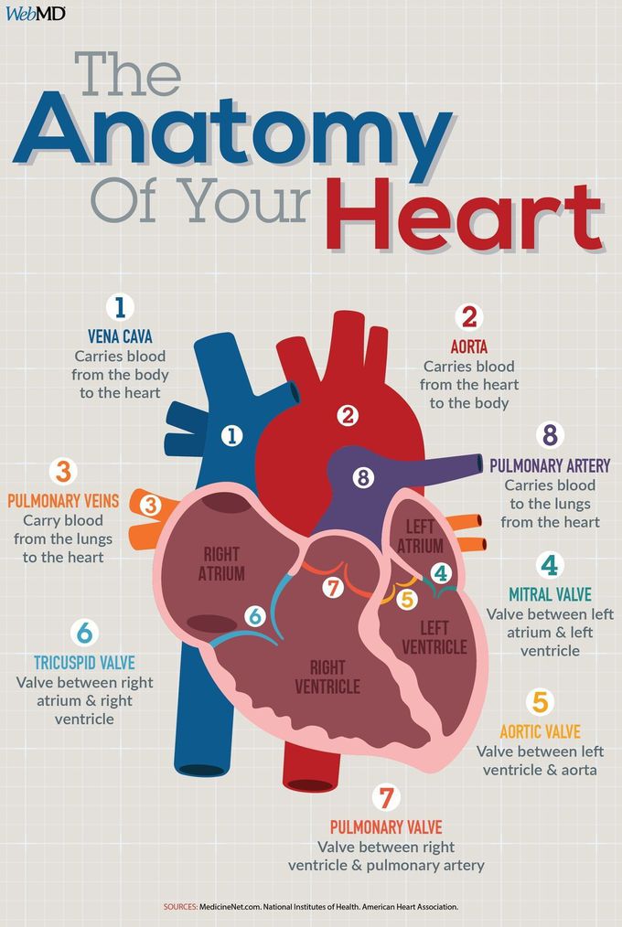 Heart anatomy