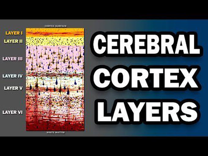 Cells and Layers in Cerebral Cortex