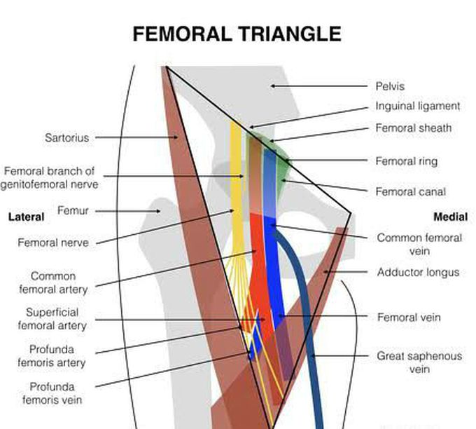 Femoral triangle- boundaries and contents