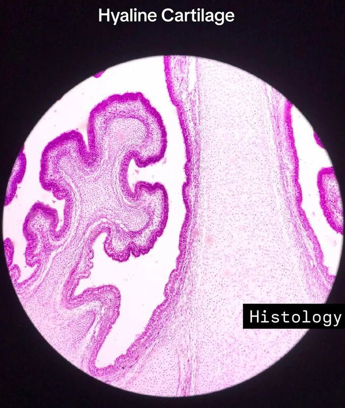 Hyaline Cartilage Histology