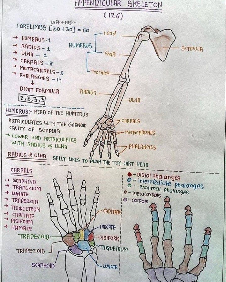 Appendicular Skeleton