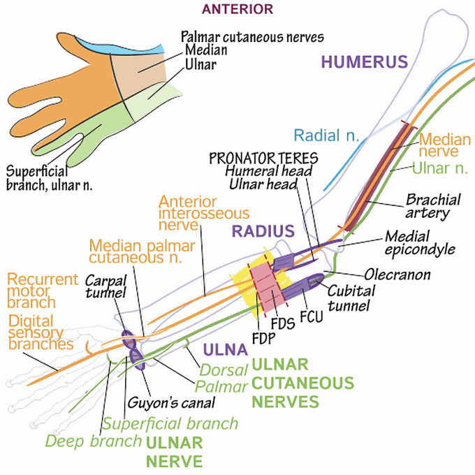Anterior nerves of upper arm
