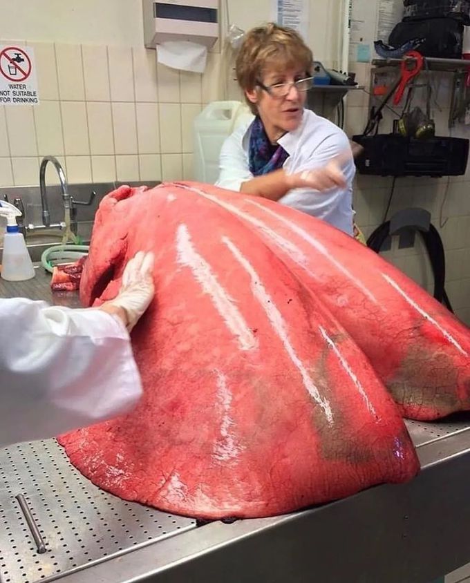 Inflated Horse Lungs !!