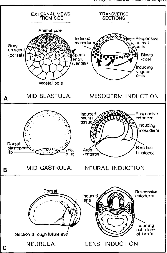 Embryonic induction