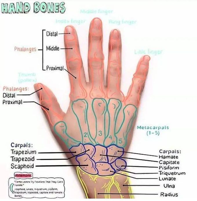 Hand Bones