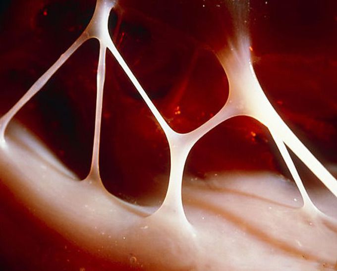 Heart Strings - Chordae tendineae