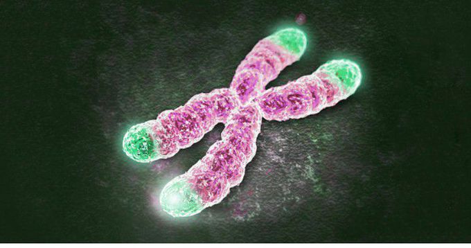 Chromosomes
