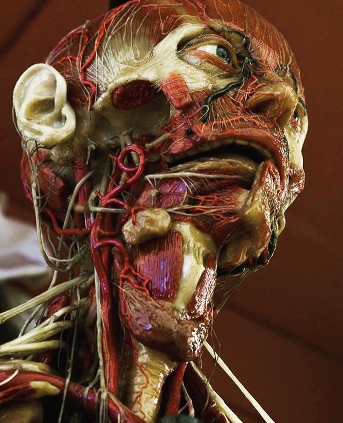 Anatomy of the head and neck