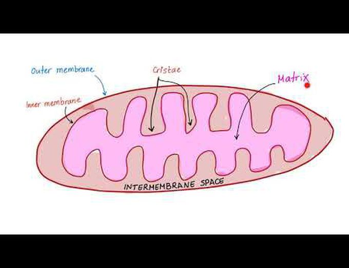 The Mighty Mitochondria