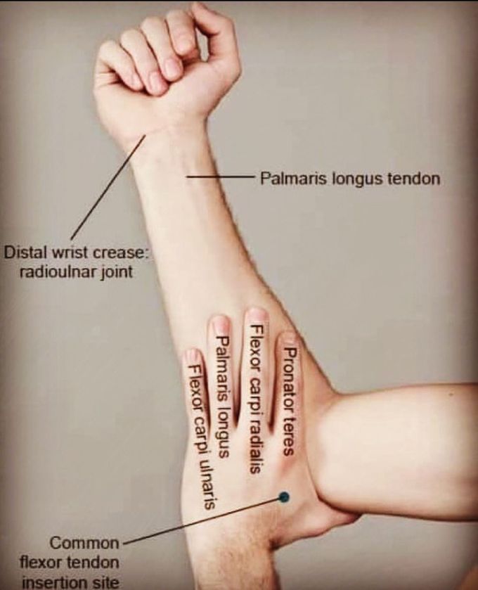 Anatomy