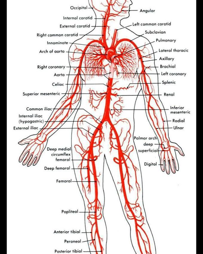 Arterial blood suppy