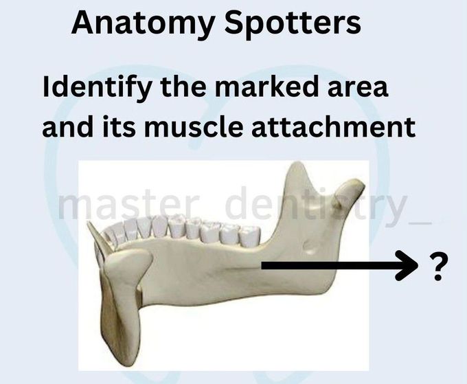 Anatomy Spotter
