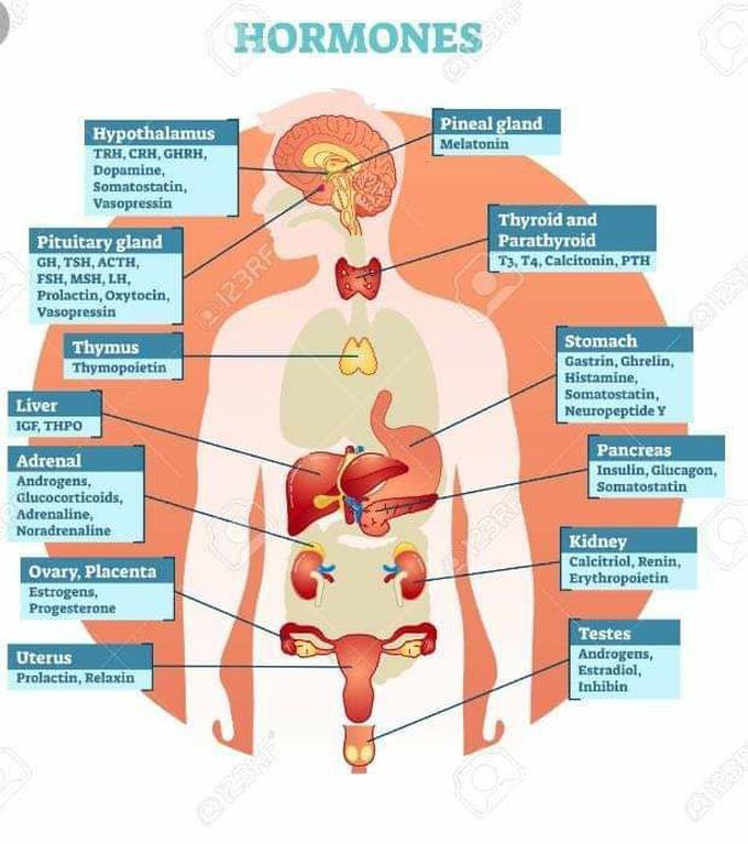 Hormones