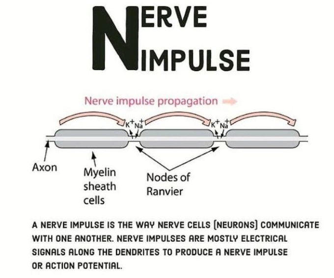 Nerve impulse