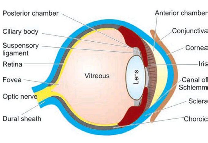 Eyeball