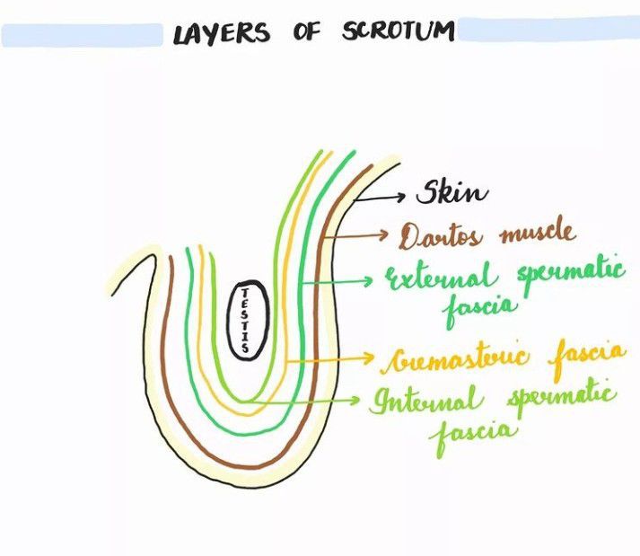 layers-of-scrotum-medizzy