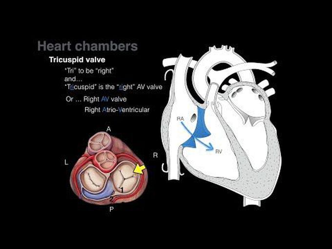 Anatomy of heart
