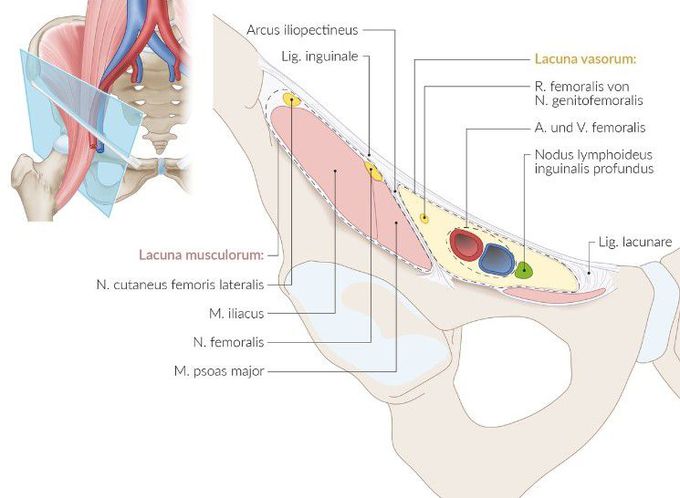 Lacuna musculorum and Lacuna vasorum