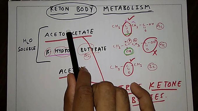 Ketone bodies metabolism ( basics )