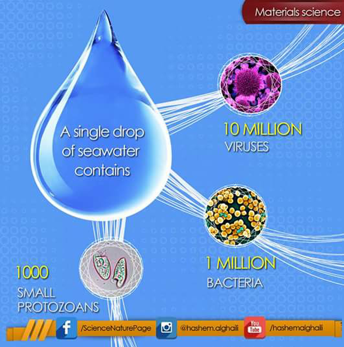 Just sea fact