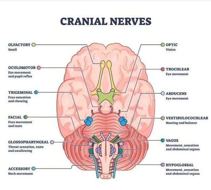 Cranial Nerves