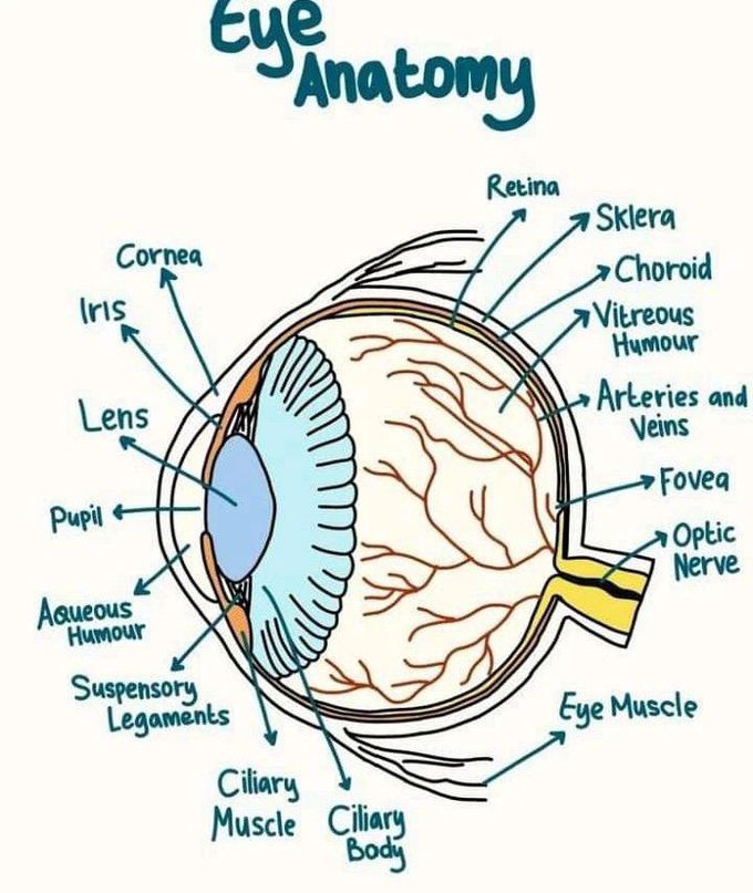 Cow Eyeball Anatomy