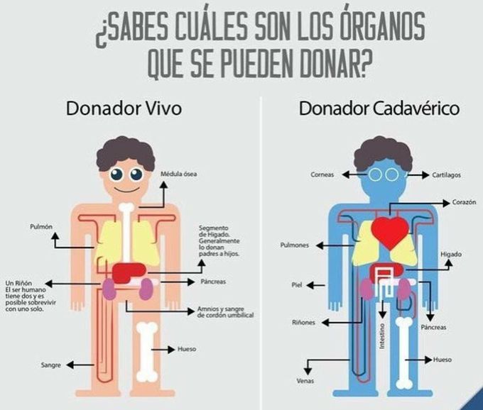 Órganos que podemos donar