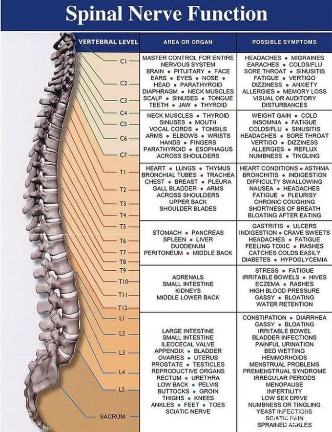 vertebral functions
