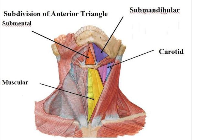 Anterior triangle of neck