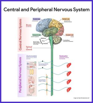 Central nd peripheral nervous system - MEDizzy