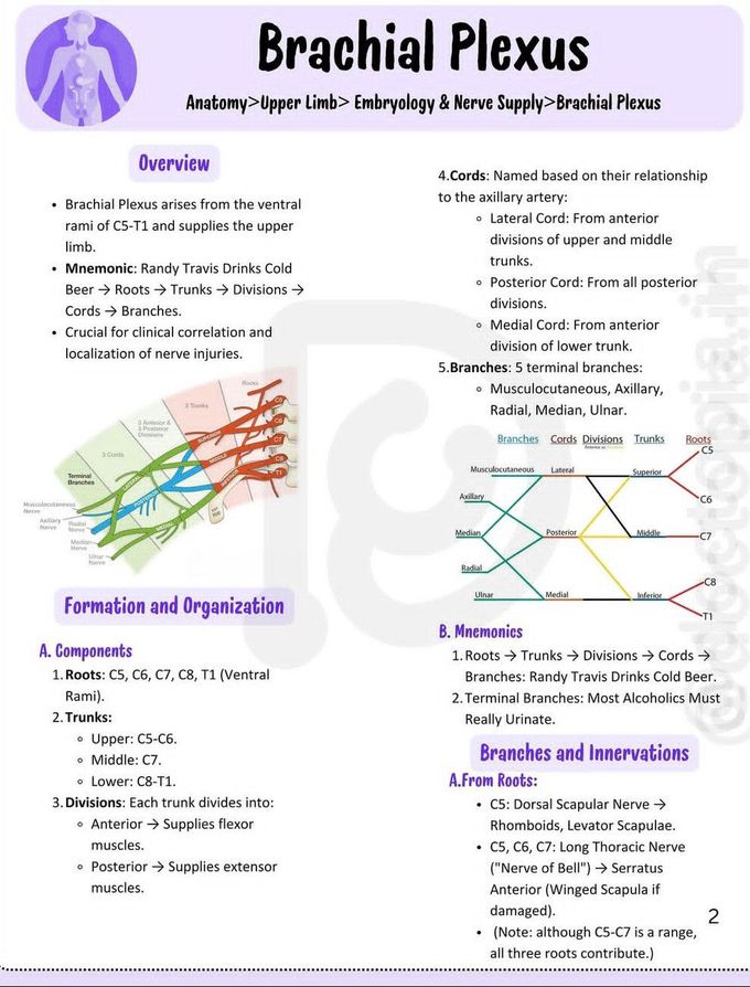 Brachial Plexus I