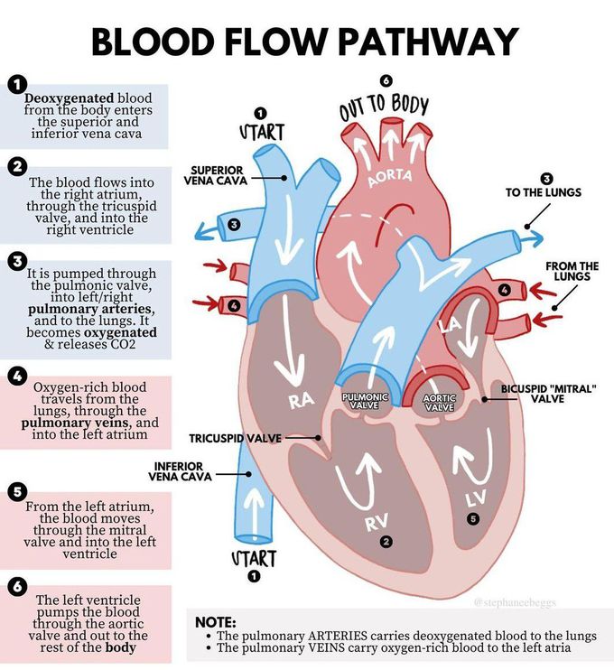Blood Flow Pathway
