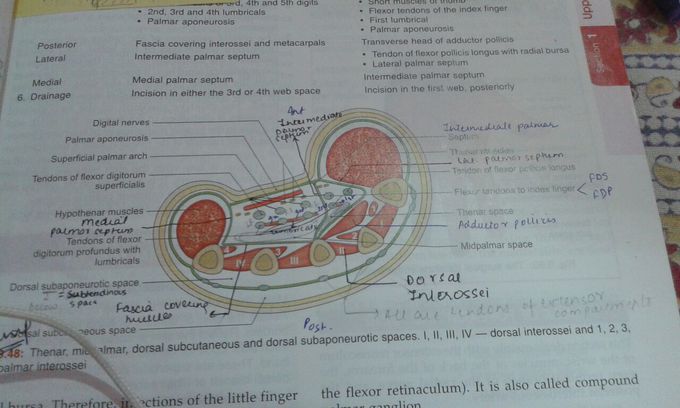 Flexor retinaculum