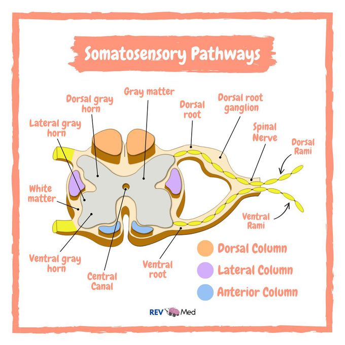 Somatosensory Pathways