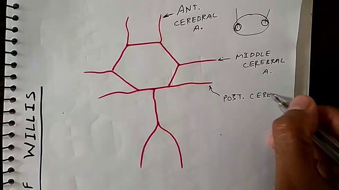 Circle Of Willis ( Brain Blood supply )