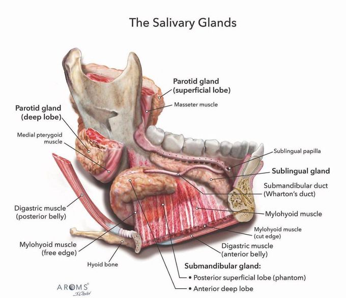Salivary Glands Anatomy