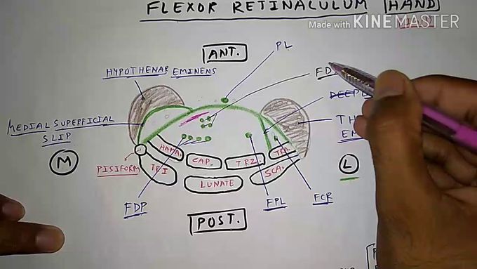 Flexor retinaculum of Hand 🖐️🖐️