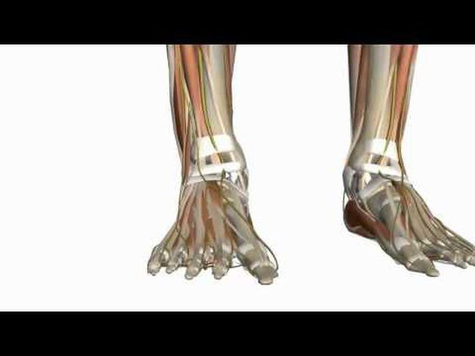 3D model of dorsal foot muscles