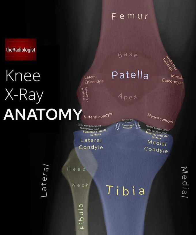 Knee X-ray Anatomy