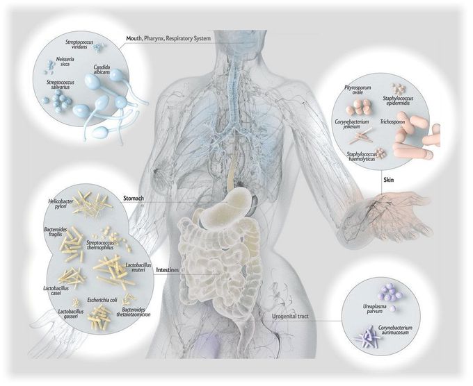 Human Microbiome - MEDizzy