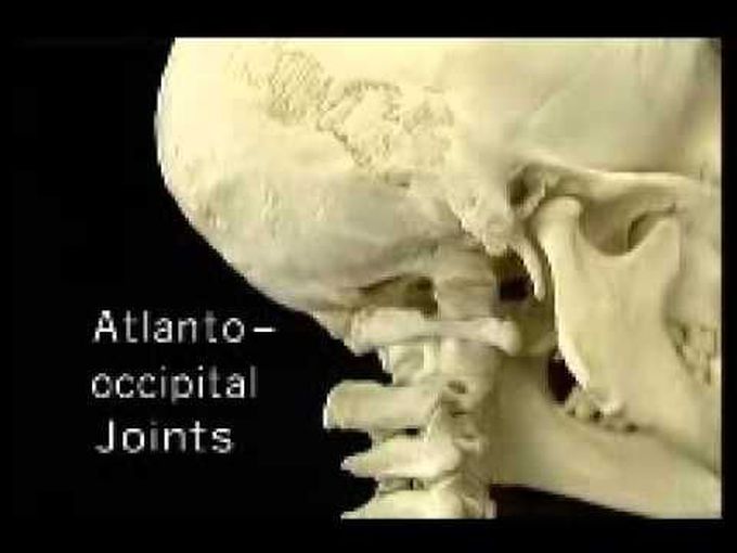 1st part of Skull _ Anatomy ...